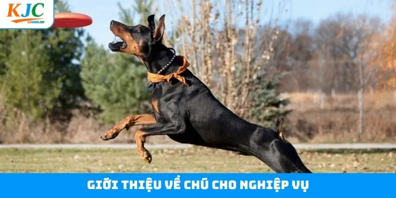 Nét chính về chú chó nghiệp vụ thông minh Nét chính về chú chó nghiệp vụ thông minh